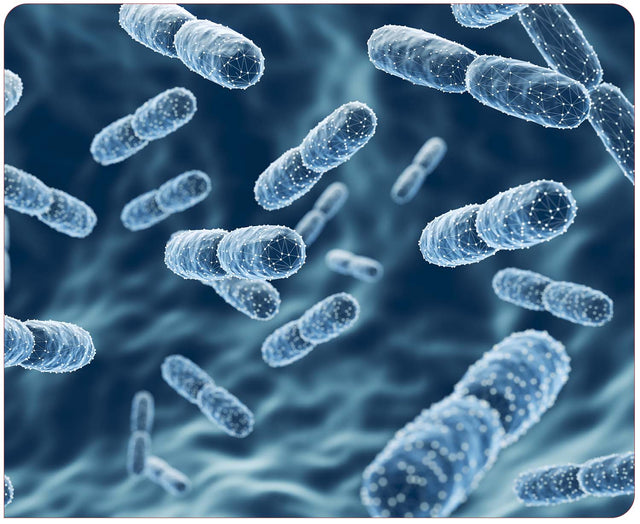 Probiotics