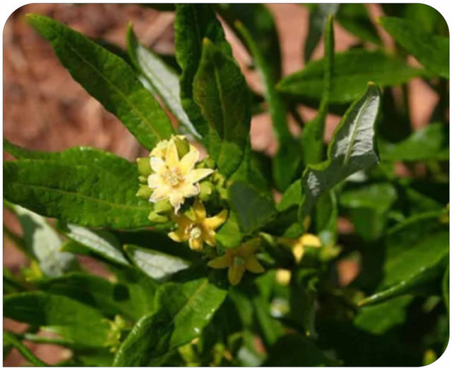 Fadogia Agrestis 2500mg