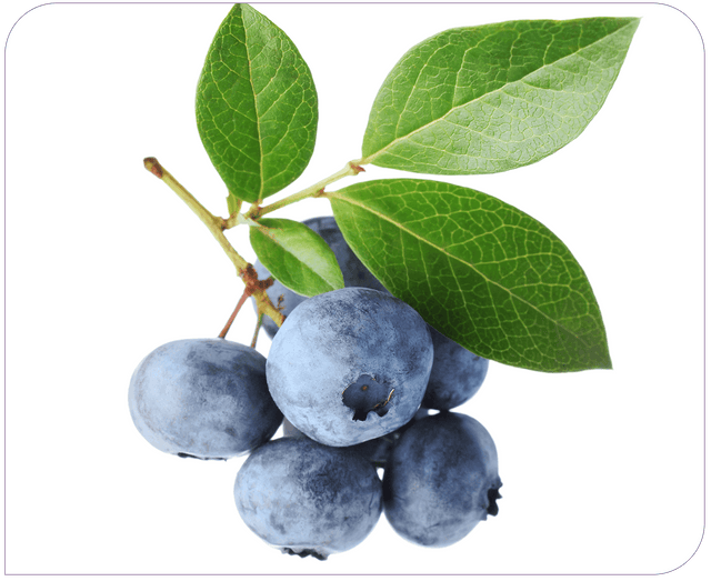 Bilberry 10,000mg