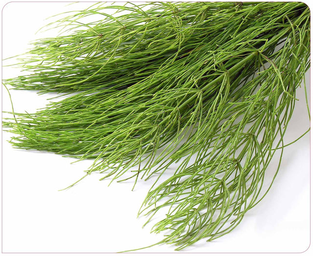 Horsetail Extract 500mg