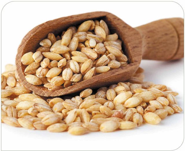 Barley Extract