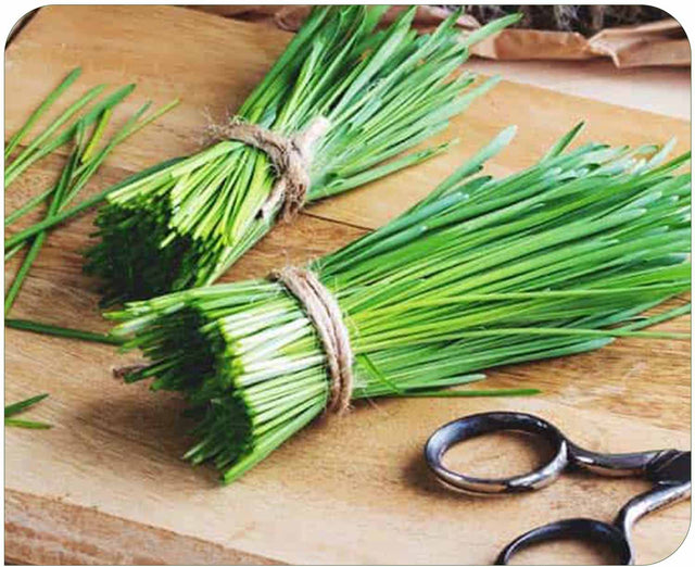 Wheat Grass Extract