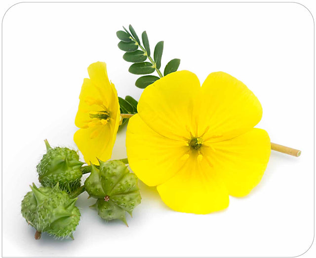 Tribulus Terrestris Extract 500mg